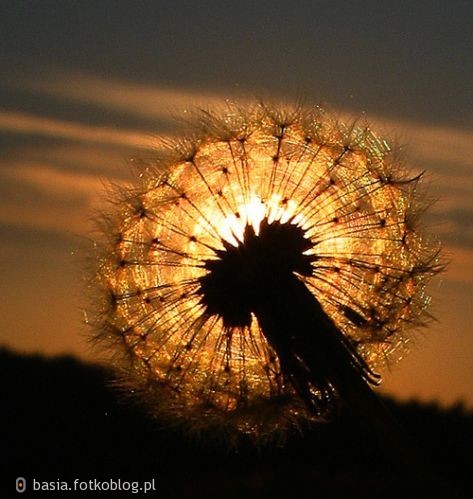 magia słońca....