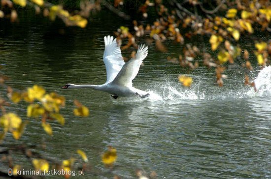 Łabędź