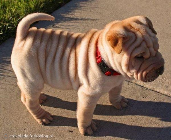 Shar Pei