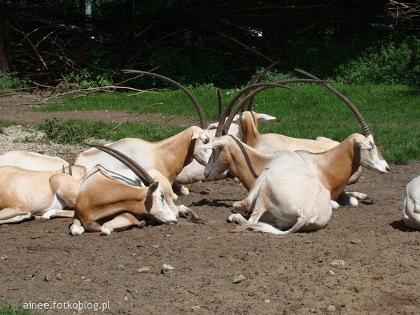 Zoo Wrocław