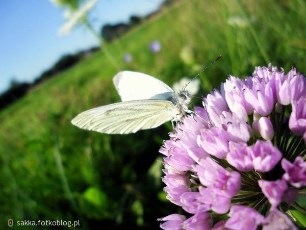 Lupus est homo homini - Człowiek człowiekowi wilkiem. 