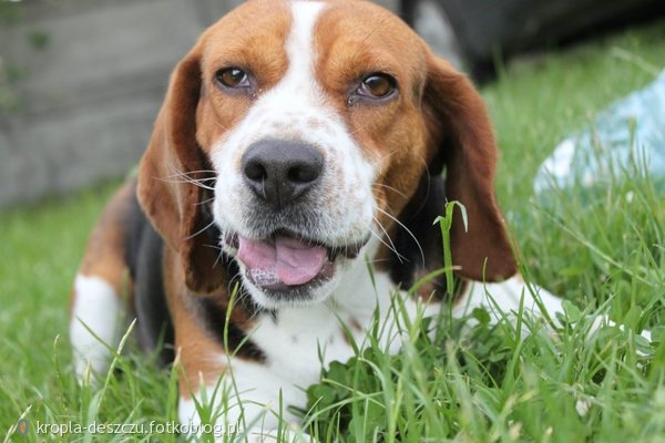 Czy ktoś z Was posiada Beagle? 