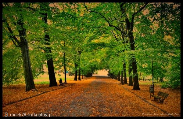 Pszczyński Park