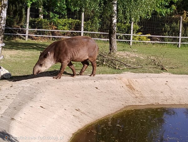 Tapir