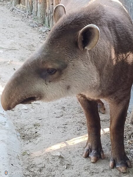 Tapir z bliska 