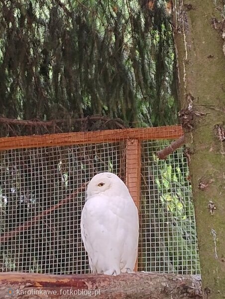 Sowa Śnieżna Hedwig 