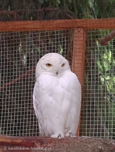 Sowa Śnieżna Hedwig 