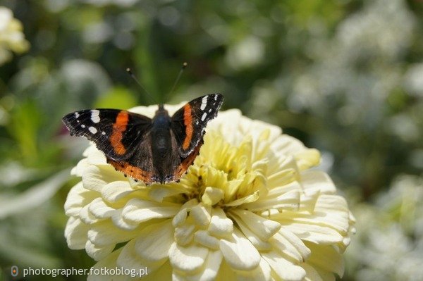 mariposa 