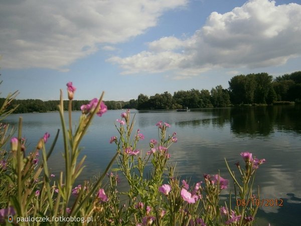 Haarlemmermeerse Bos.