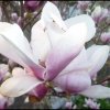 Magnolia  ::  