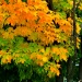 Transition  :: Another tree in our neighborhoor about half changed over from green to a beautiful golden orange... 