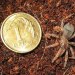 Brachypelma boehmei  ::  