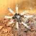 Chromatopelma cyaneopubescens  ::  