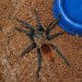 Chromatopelma cyaneopubescens  ::  