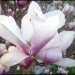 Magnolia  ::  