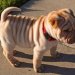 Shar Pei  :: Pomarszczony  